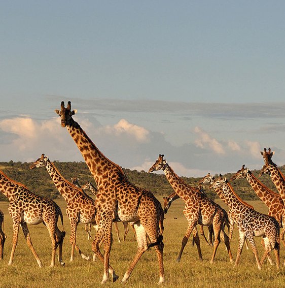 Wildlife of the Serengeti