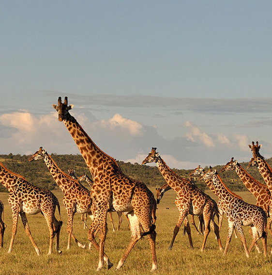 Wildlife of the Serengeti