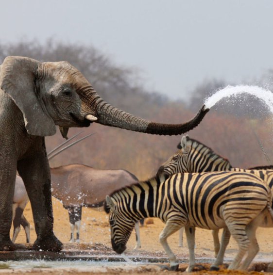Ngorongoro Crater wildlife