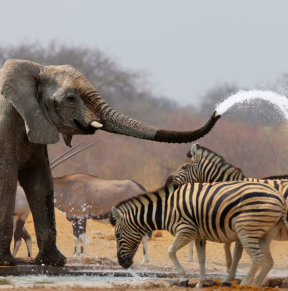 Ngorongoro Crater wildlife