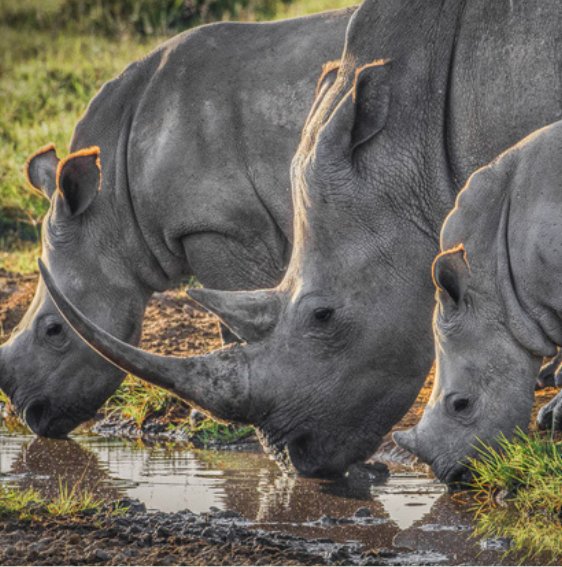 Elephants of Tarangire