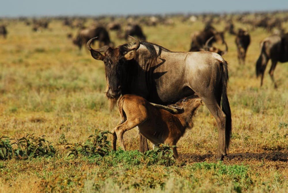 Wildebeest and newborn calves on the Ndutu plains