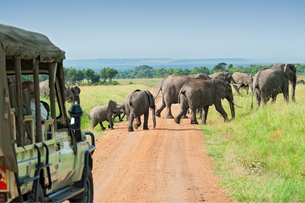 Elephants in Tarangire National Park