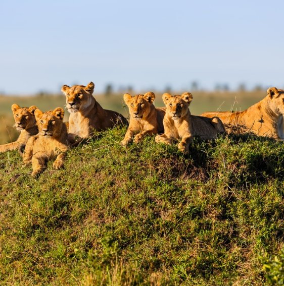 Safari game drive in Tanzania
