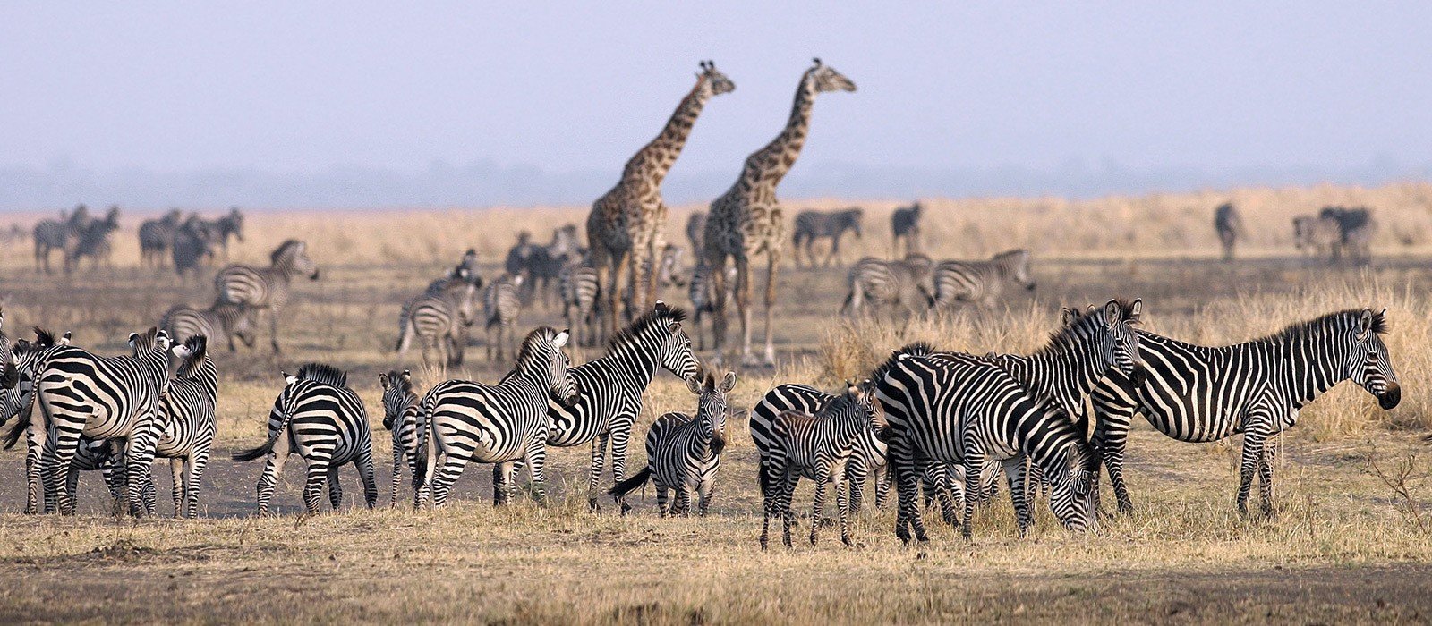 Large herds gathering on the Katavi floodplain