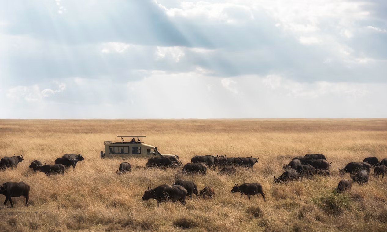 A study group on a game drive alongside a buffalo herd
