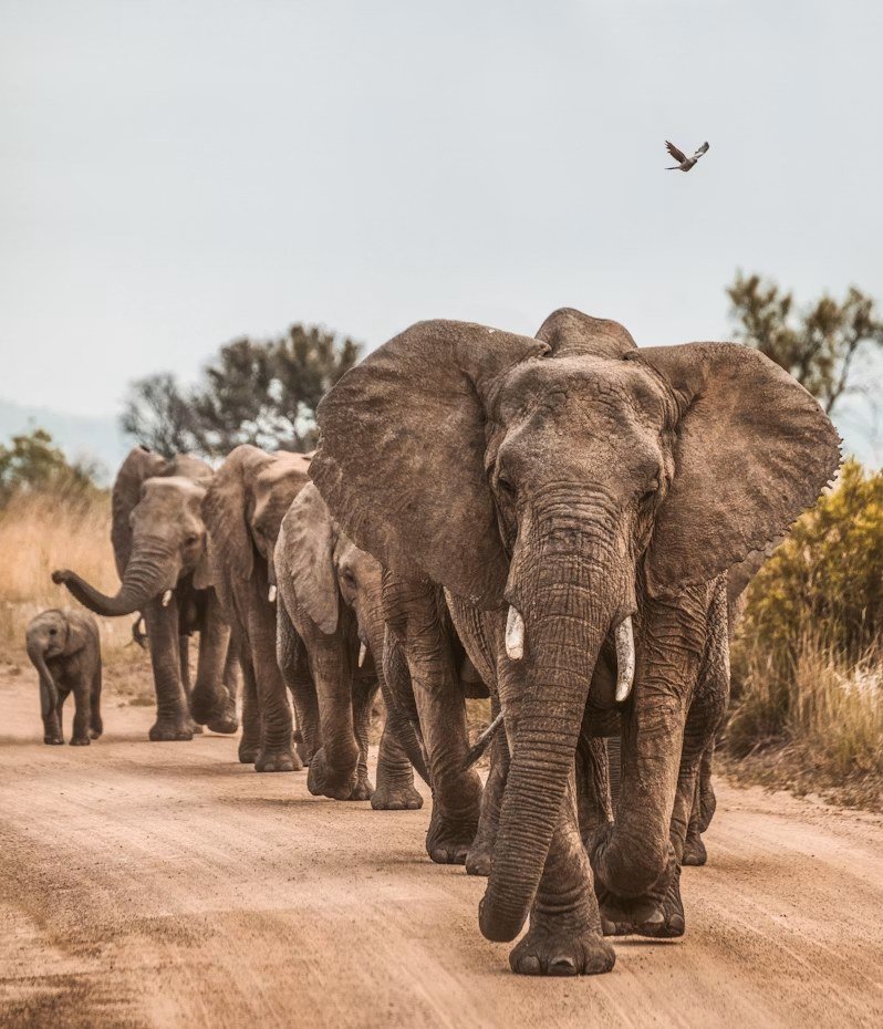 Elephant herd on the northern circuit