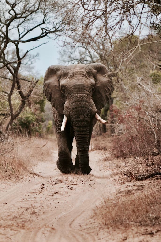 Elephant on a bush track in Burigi-Chato