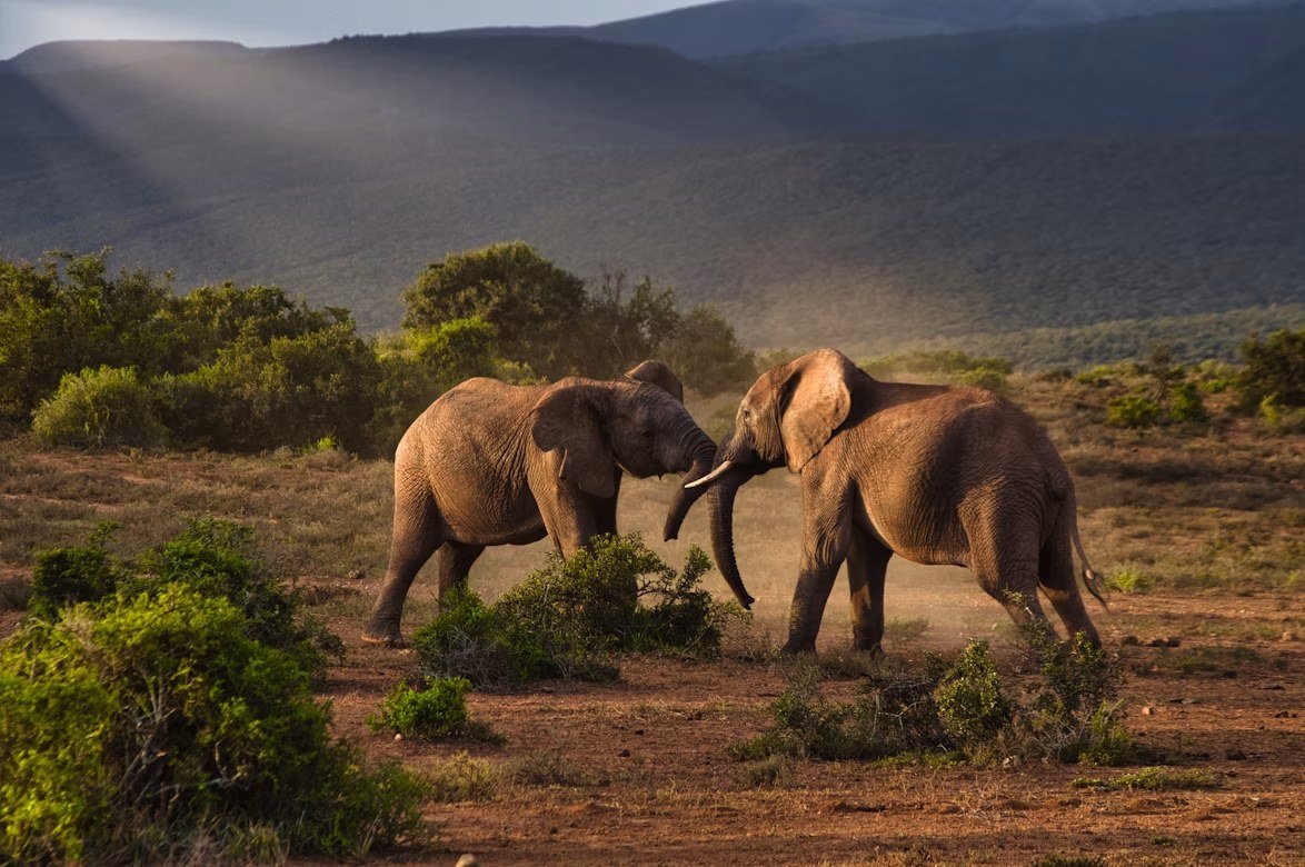 Elephants below the hills of Ruaha National Park