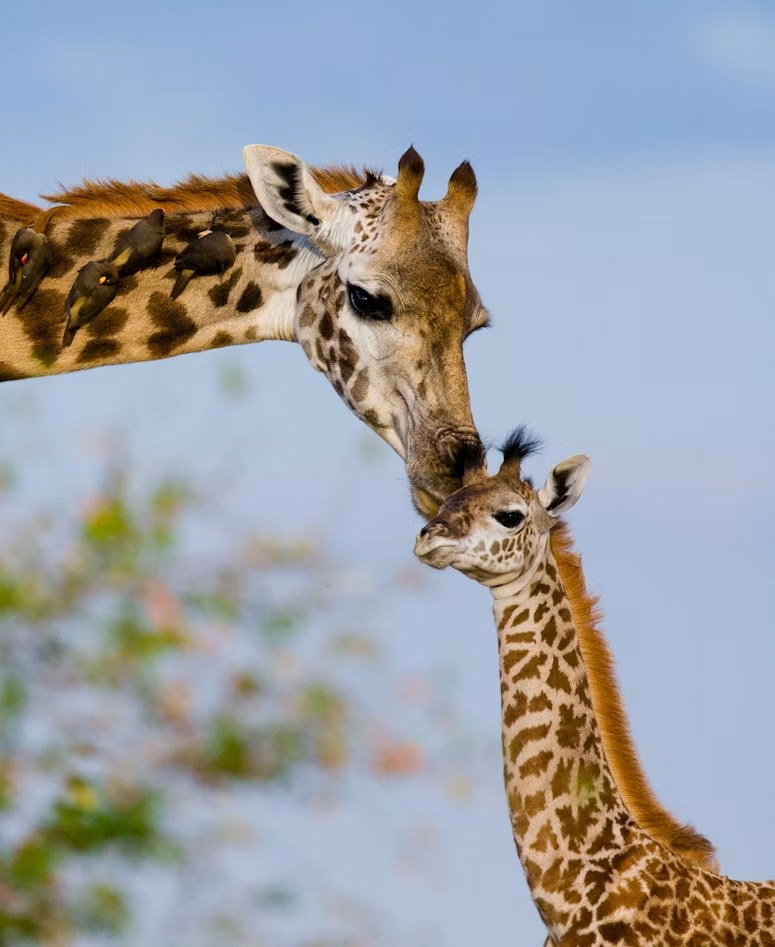 A giraffe mother and calf in Saadani National Park