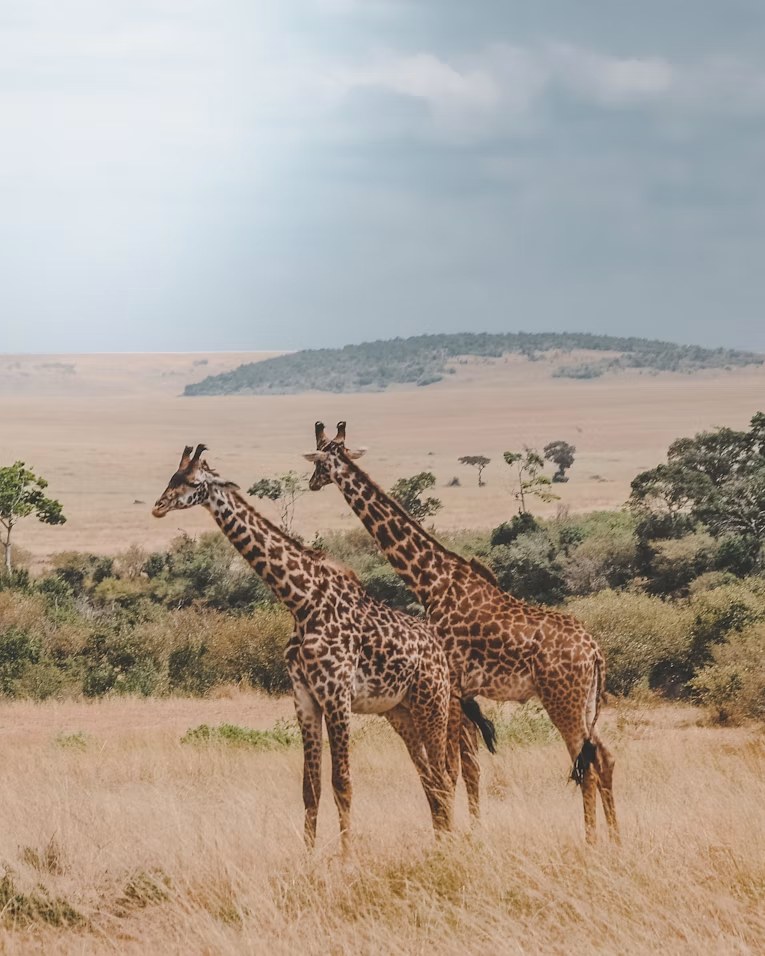 Giraffes on the plains near Lake Victoria