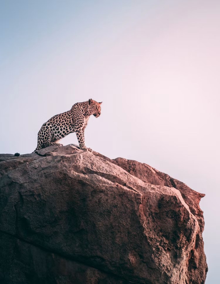 Leopard resting on a Serengeti kopje