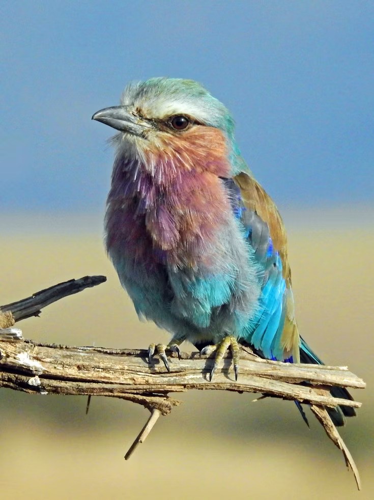 Birdlife on the shores of Lake Victoria