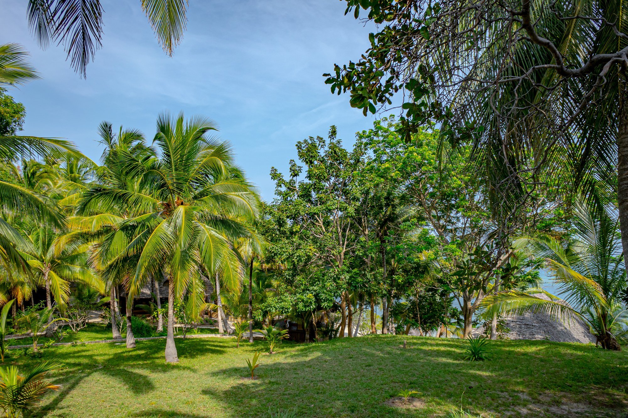 Palms above the beach on Mafia Island