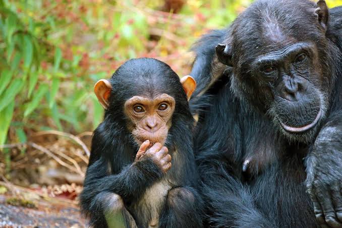A chimpanzee mother and her baby in Mahale Mountains National Park