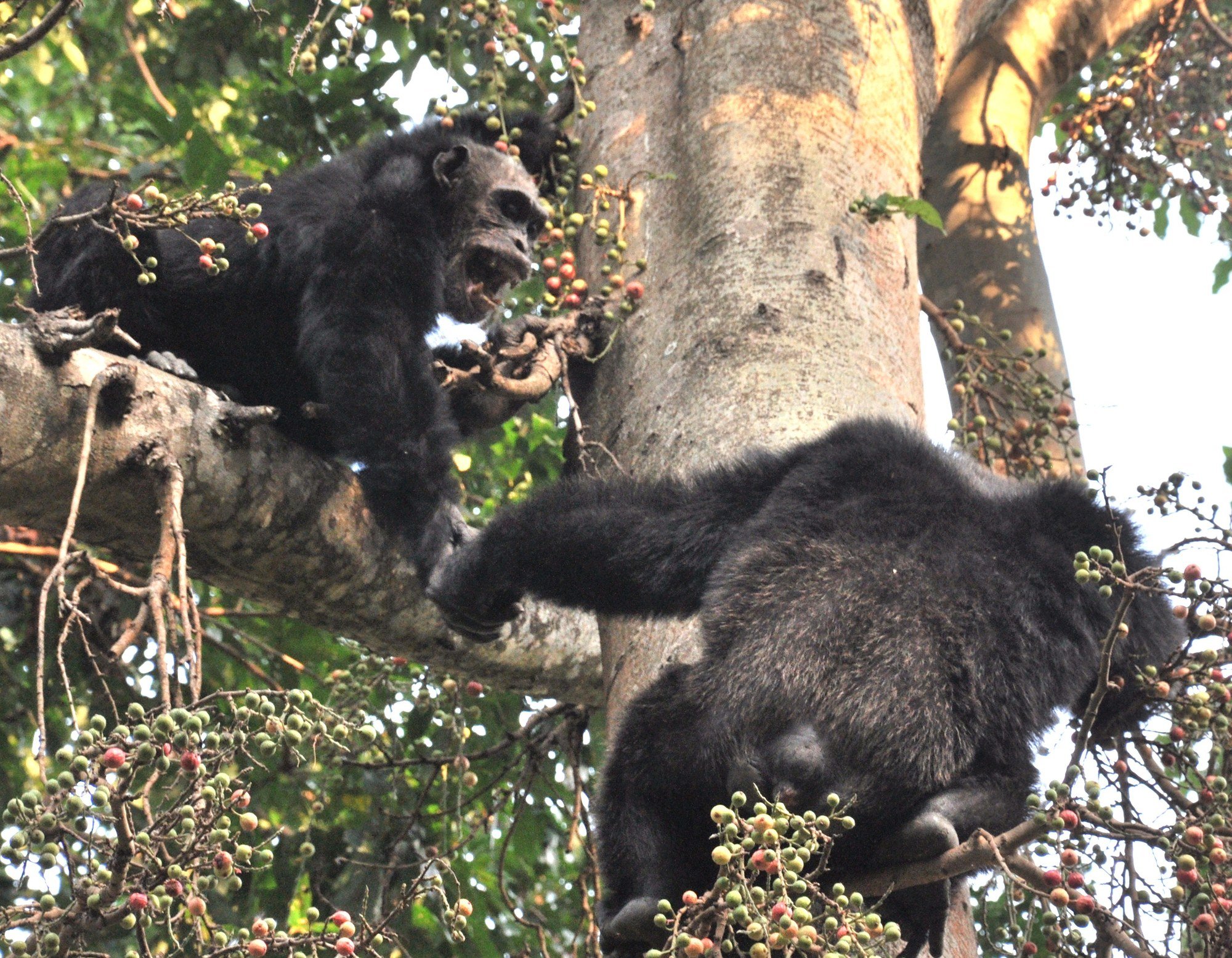 Chimpanzees in the forests of Mahale