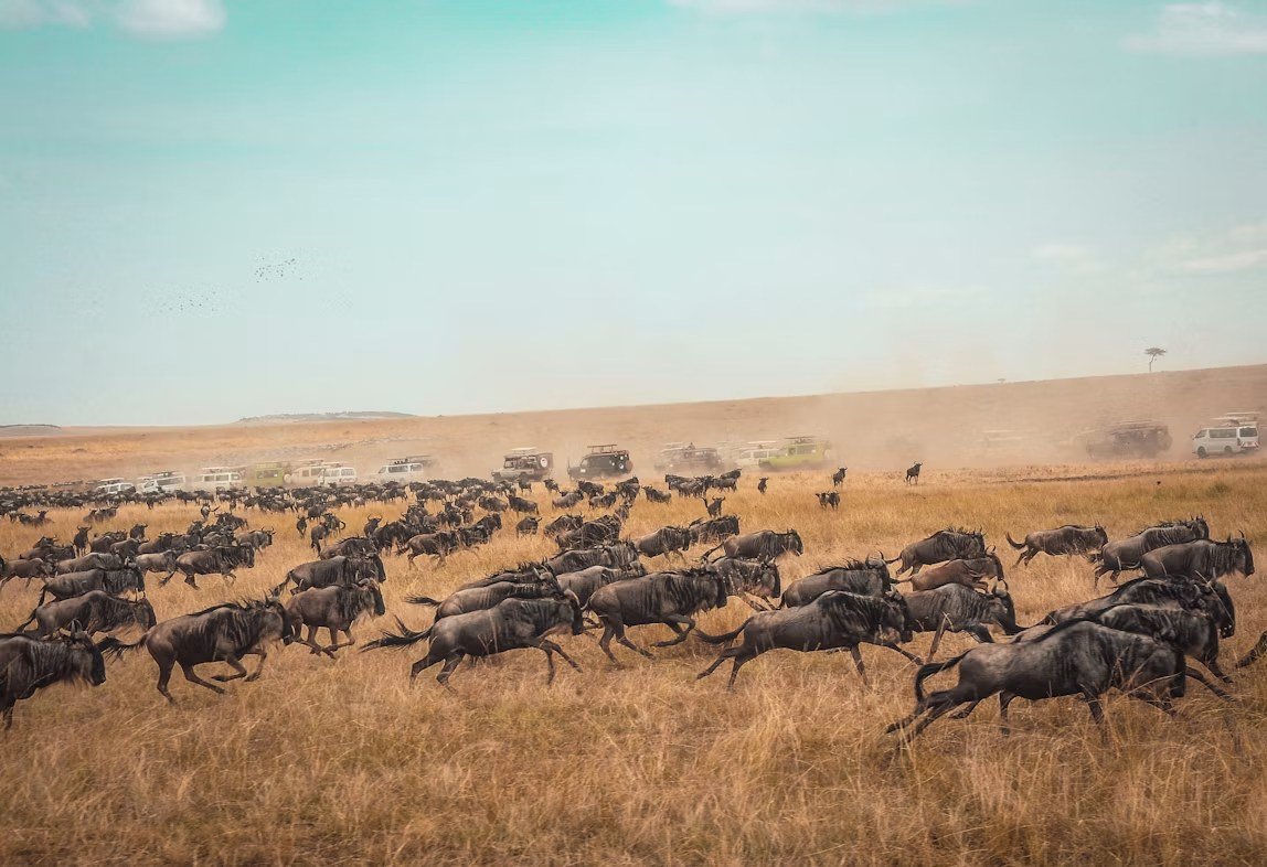 Wildebeest herds moving across the Serengeti plains
