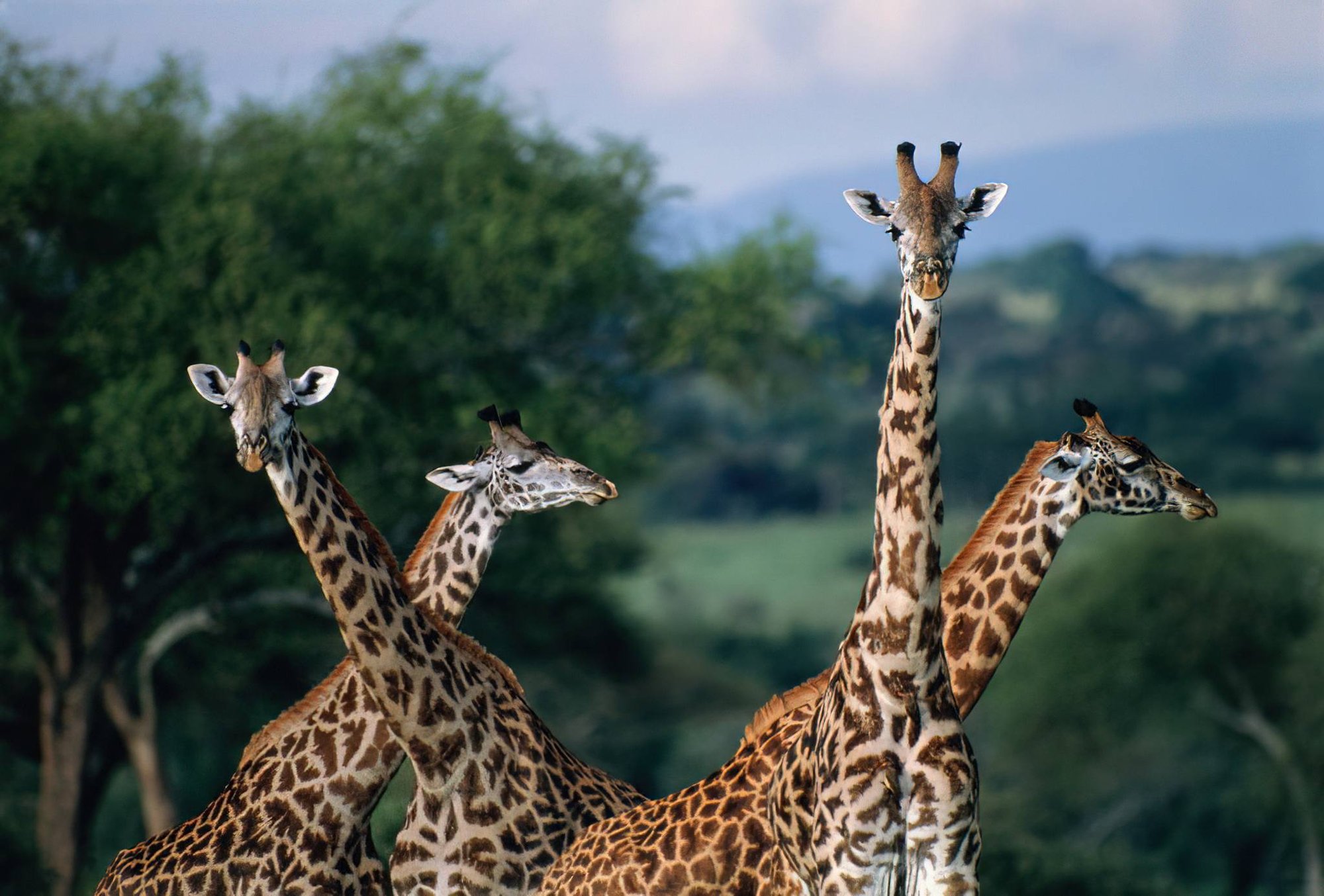 Giraffes in Saadani National Park