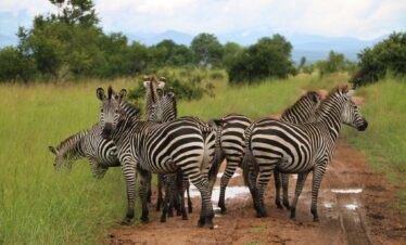 Tanzania Educational & Study Tour (Groups)