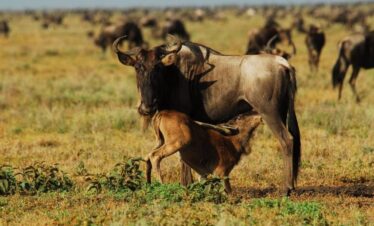 Ndutu Calving Season