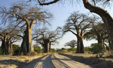 Southern Tanzania Safari