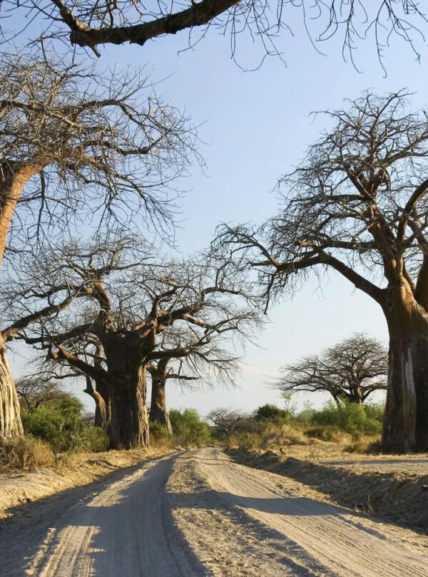 Southern Tanzania Safari