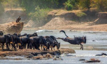 wildebeest river crossing