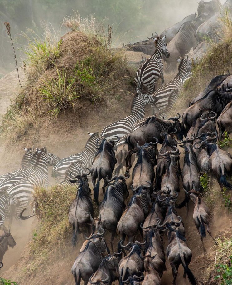 Wildebeest and zebra descending the riverbank during the Great Migration