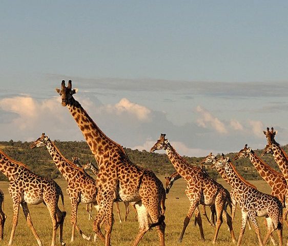Wildlife of the Serengeti
