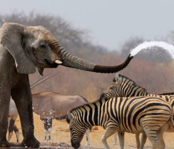 Ngorongoro Crater wildlife