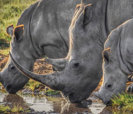 Elephants of Tarangire