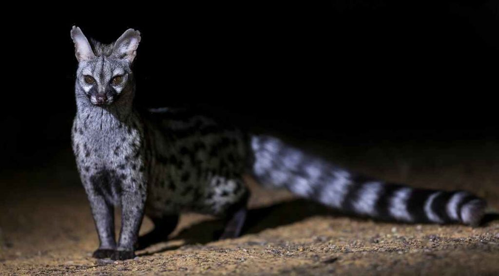 A genet spotted on a night game drive in Tanzania
