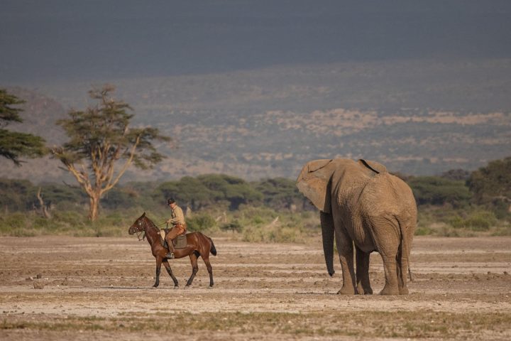 Wildlife encounter on safari