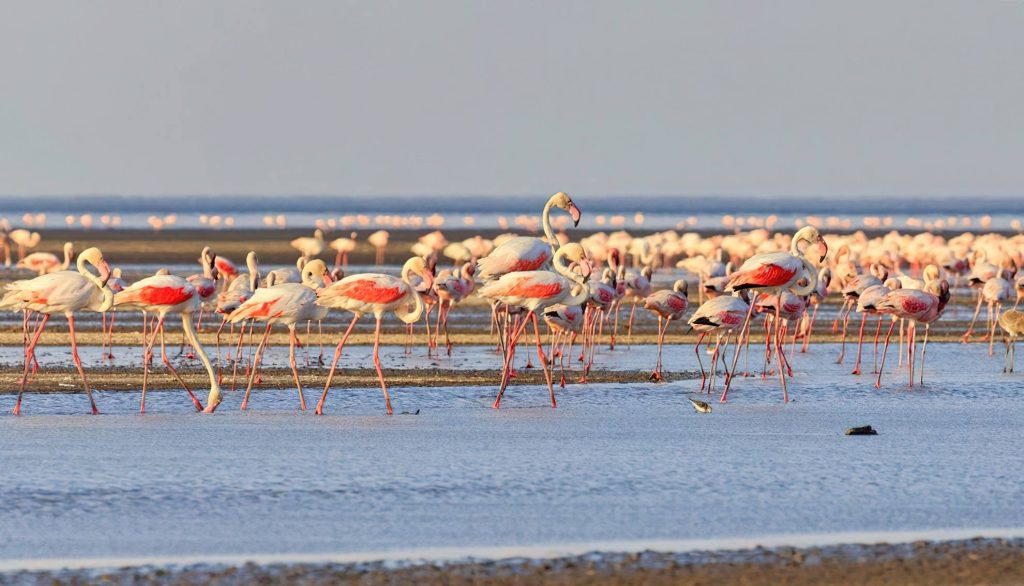 Flamingos at Lake Natron