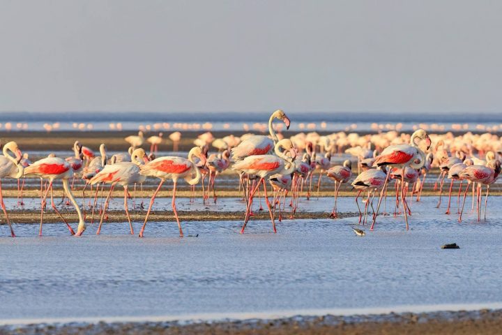 Flamingos at Lake Natron