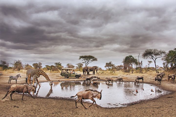 Wildlife at a waterhole in Nyerere National Park