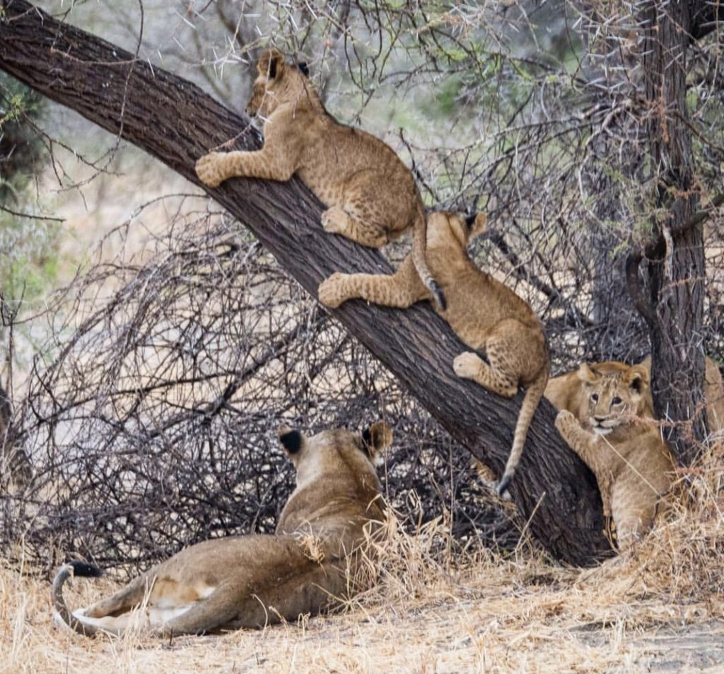 Lion cubs in a tree