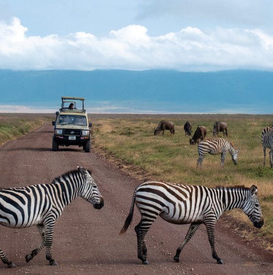 Zebras crossing the track in front of our safari vehicle in Ngorongoro
