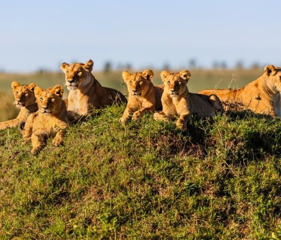 Safari game drive in Tanzania