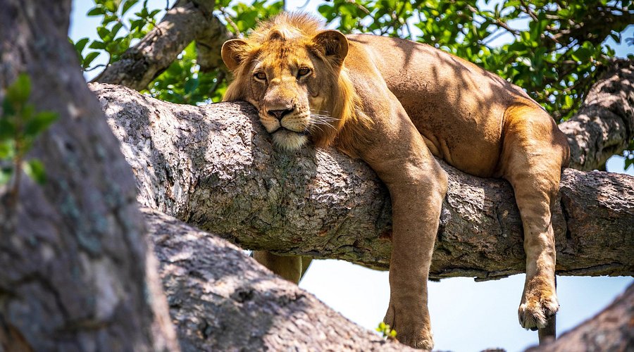 A lion resting in Ruaha National Park