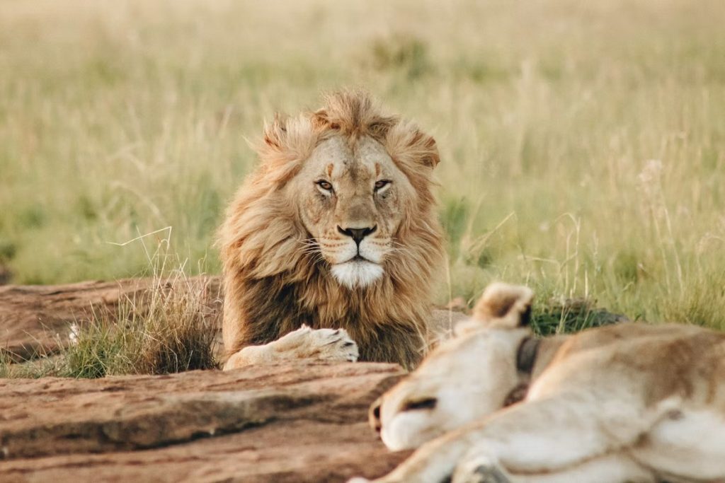 Lions resting in a tree in western Tanzania