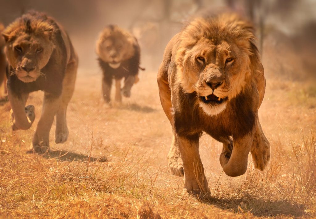 Lion in golden light