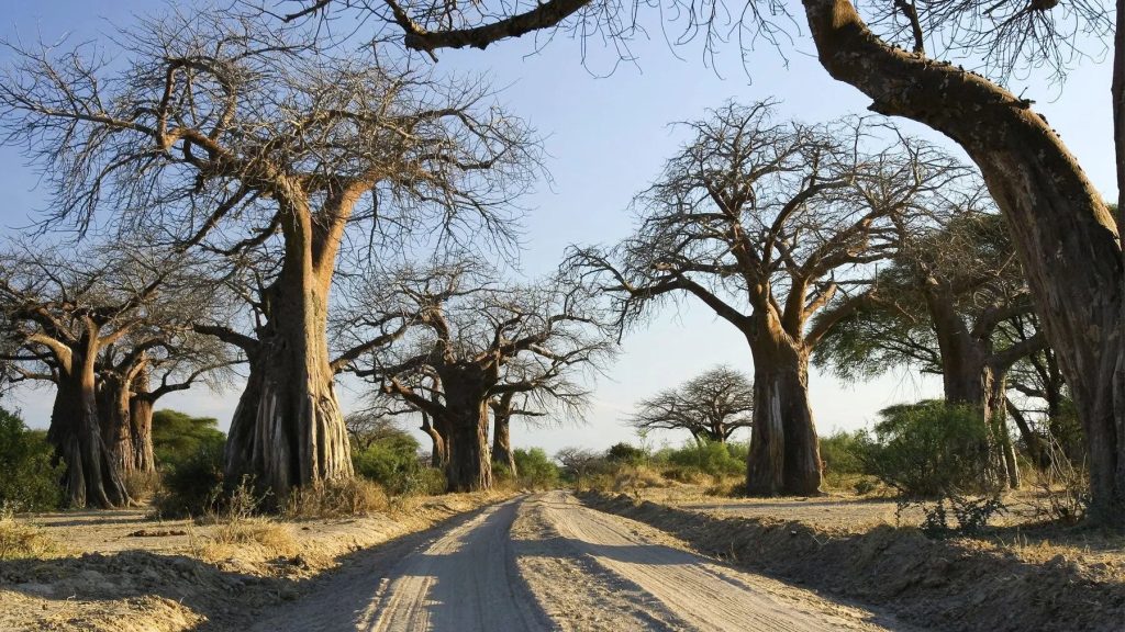 Ruaha National Park river
