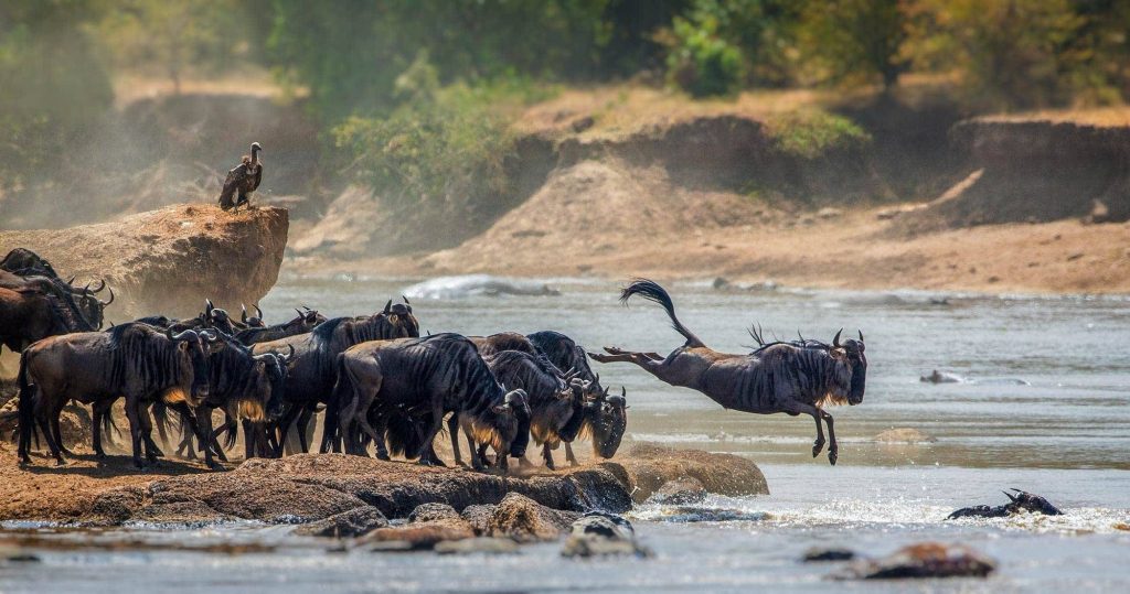 Serengeti plains