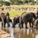 Elephants crossing the Tarangire river