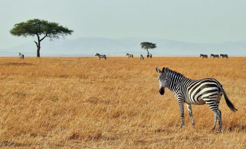 Zebra on the Mkata floodplain in Mikumi National Park